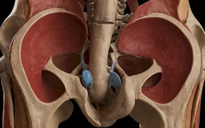 He aquí una posible respuesta: Pelvis con huesos y músculos visibles