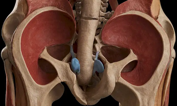He aquí una posible respuesta: Pelvis con huesos y músculos visibles