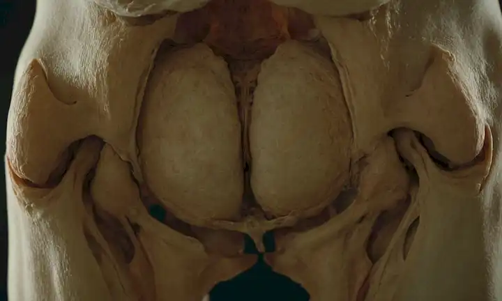 Aquí hay una línea de frases cortas en inglés: Una pelvis de personas con una curvatura sutil